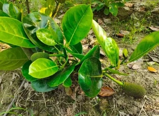 Hydra jakfut plant available
