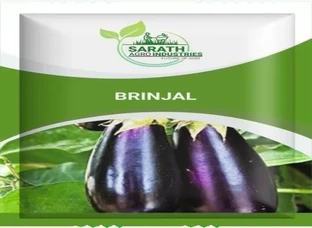 BRINJAL Seeds Available