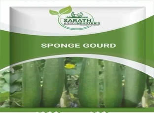 SPONGE GOURD - Seeds Available