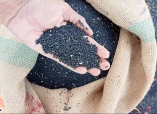 Homemade village/summer onion seeds