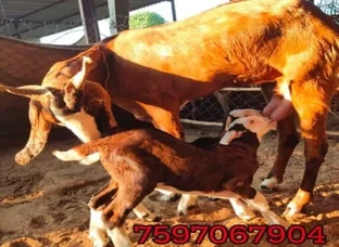 राजस्थान की शानदार नस्ल की बकरिया