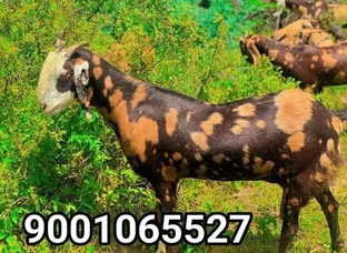 सिरोही, गुजरी नस्ल की प्रेग्नेंट बकरियां या पाठी