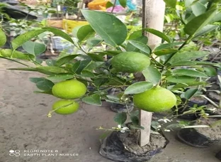 ALL TIME LEMON