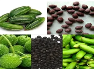 Pointed Gourd (Parwal) / Kantola/ivy Guard (Kundru) Seed