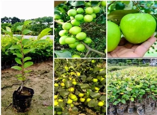 Thai Green apple bear plant available