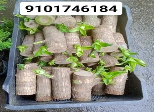 Brazil lucky wood
