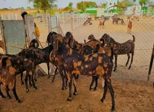 सिरोही नस्ल की बकरिया सबसे सस्ती रेट में