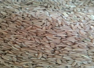 Khapli wheat seeds available