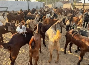 Cutting Goat 20 se 30 kg weight For sell