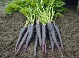 Black Carrots Seeds