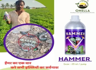 HAMMER