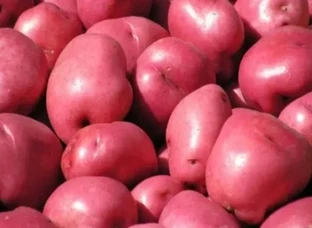 Red Potato ( Laal Aaloo )