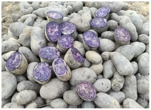 Black Potato (Kala Aalo)