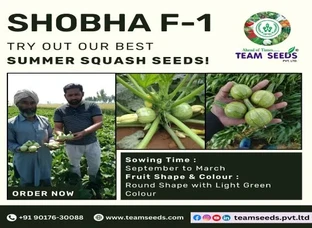 Boost Your Harvest with Shobha F-1 Squash Seeds
