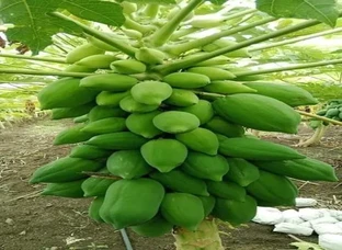 Taiwan 786 Papaya Guaranteed plant