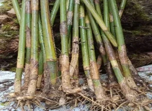 Bamboo Plants and Stamps are available