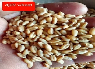 WHEAT. VERITY (DJ09 )AVAILABLE