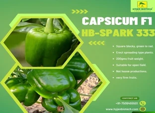 Capsicum F1 HB-Spark 333