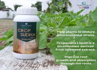CROP SUDHA - Dadaji Organic