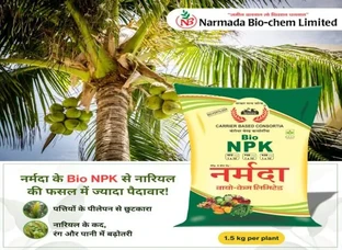 नारियल की फसल में बेजोड़ पैदावार