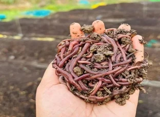 Earthworms and Vermicompost