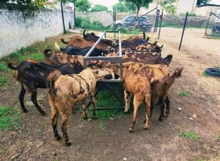 Best Goats of Sirohi all over Rajasthan