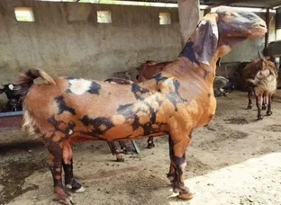 Best Goats of Sirohi all over Rajasthan