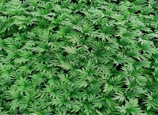 Marigold Plants Ready