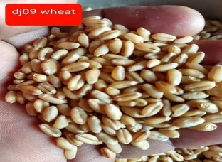 WHEAT. VERITY (DJ09 ) AVAILABLE