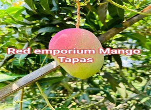 Red emporium Mango