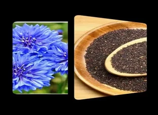 Bluecorn petals and seeds