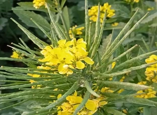 गुच्छे वाली सरसो का बीज
