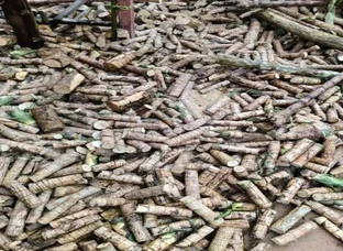 Good quality Brazillian luckywood