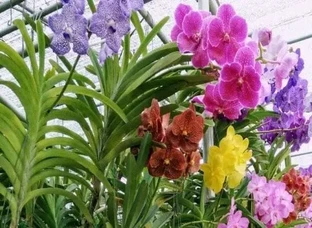 Vanda Orchid Plant Available