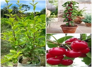 Cherry plant