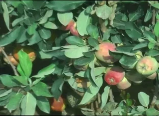 Hot Climate Apple Plants