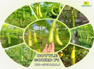 BOTTLE GOURD F1 HB-SWARAJ