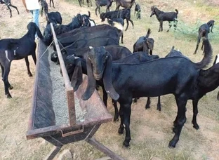 Farming And Cutting Goat available