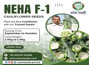 Neha F-1 Seeds - Cauliflowers Seeds