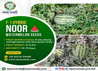 F-1 HYBRID NOOR WATERMELON SEEDS