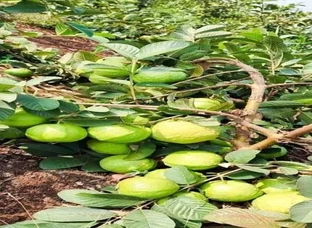 Taiwan Pink Species of Guava