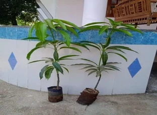 Planting of Mango (Original Saffron)