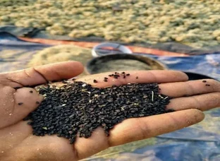 प्याज बीज गारंटीड भरोसमंद