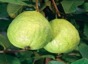 Taiwan Pin Guava Grafted Plants Available