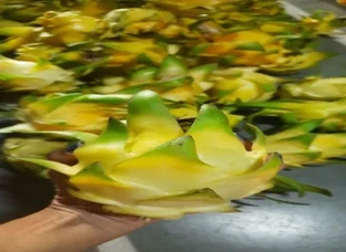 YELLOW AND RED DRAGONFRUIT PLANTS