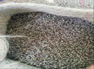 Black wheat (Kala Gehun)