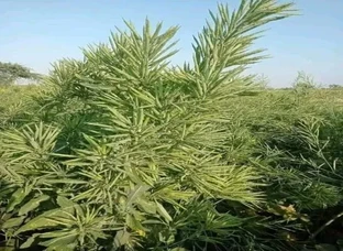 गुच्छे बाली सरसो का बीज