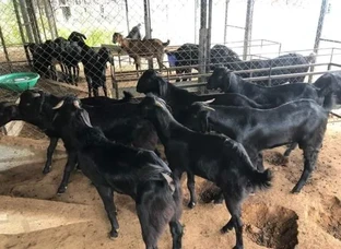 Sheep Goat 20 se 30 kg weight For sell