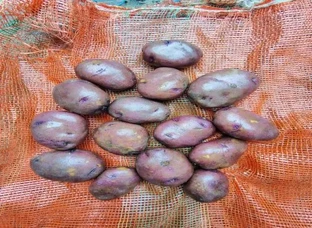 Black Potato