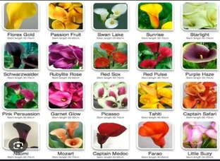 Calla lilies bulbs available